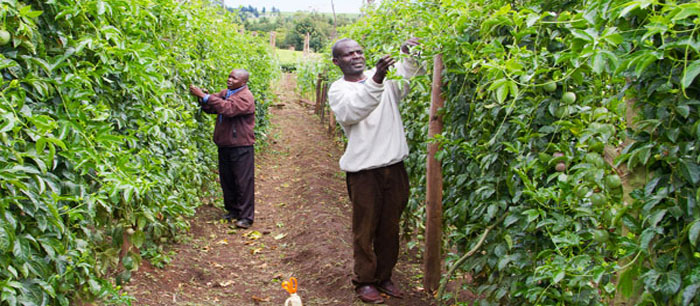 Passion fruit harvesting