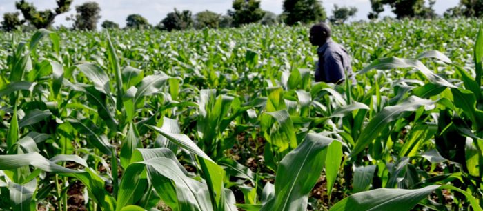 Maize farming