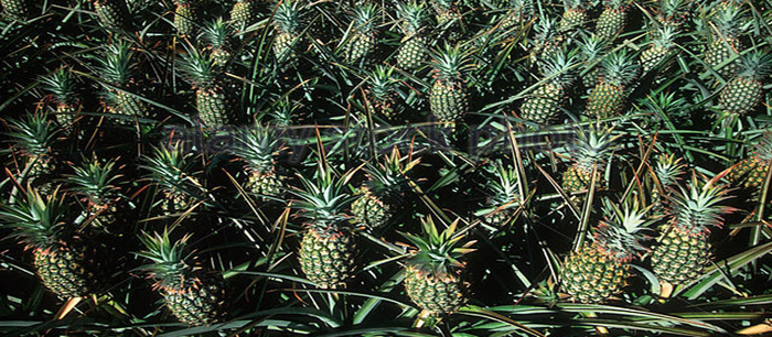 More pineapples