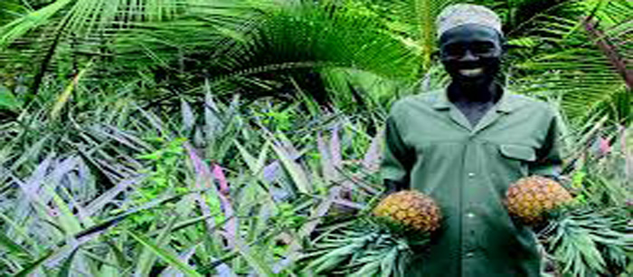 Pineapple grower