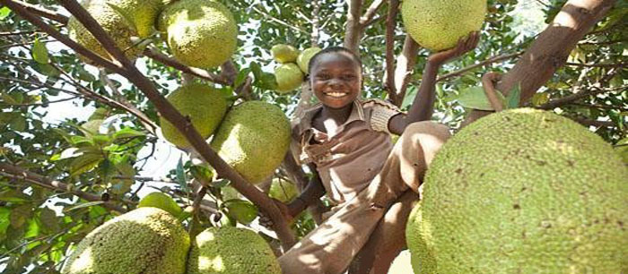 Checking for ripe jackfruit